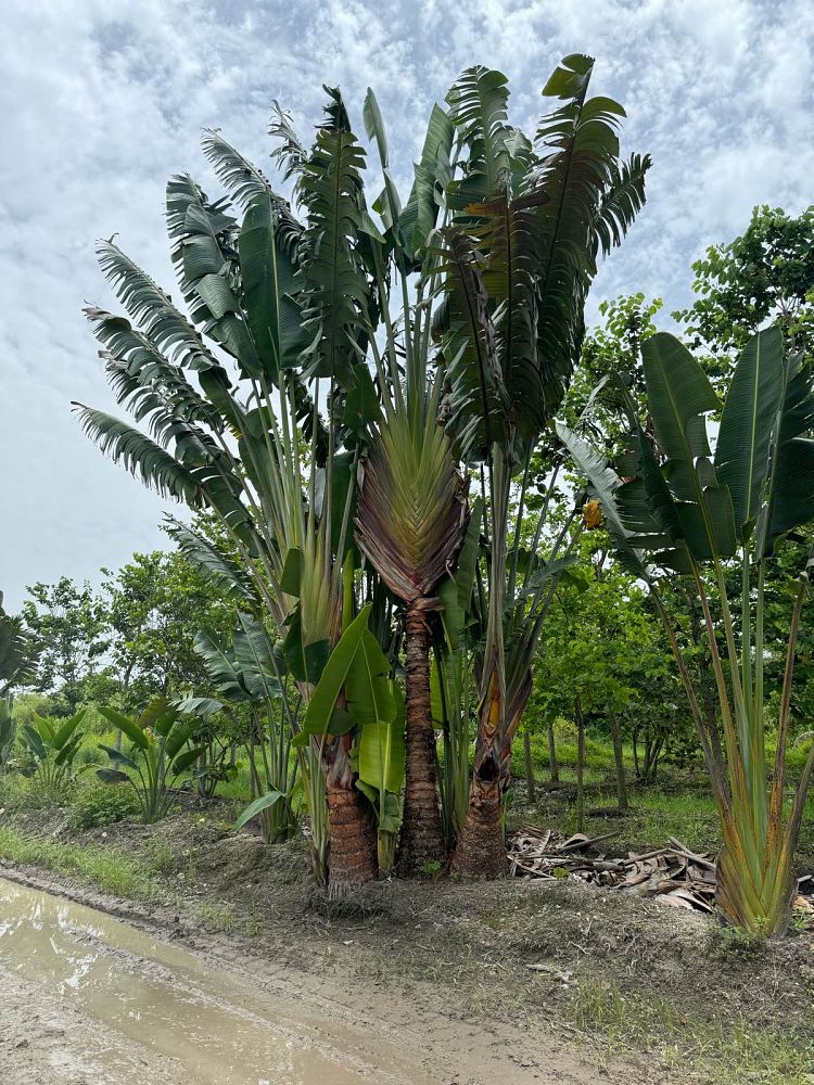 ravenala-madagascariensis-travelers-tree-travelers-palm