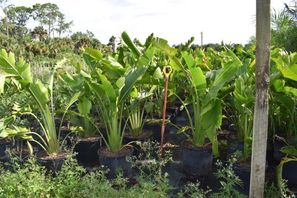 ravenala-madagascariensis-travelers-tree-travelers-palm