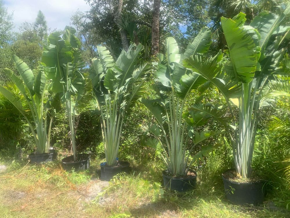 ravenala-madagascariensis-travelers-tree-travelers-palm