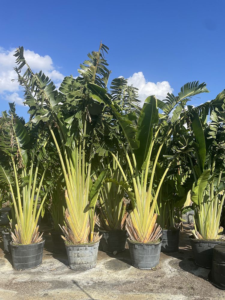 ravenala-madagascariensis-travelers-tree-travelers-palm