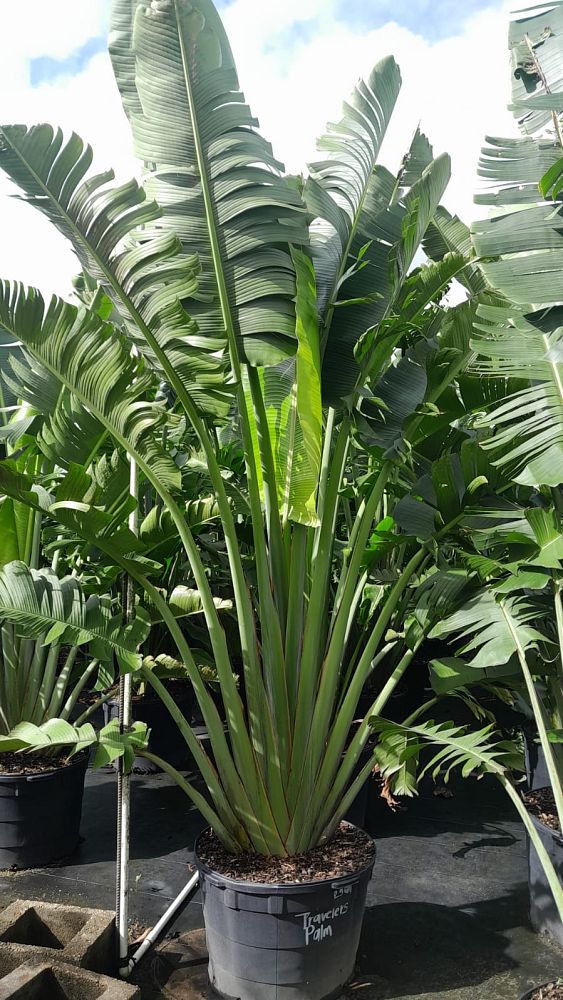 ravenala-madagascariensis-travelers-tree-travelers-palm