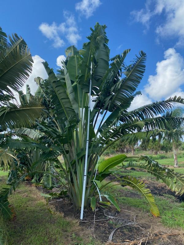 ravenala-madagascariensis-travelers-tree-travelers-palm