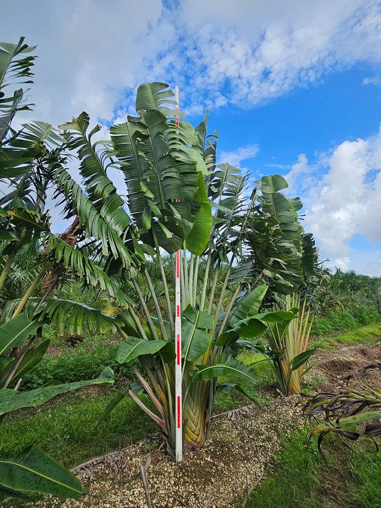 ravenala-madagascariensis-travelers-tree-travelers-palm