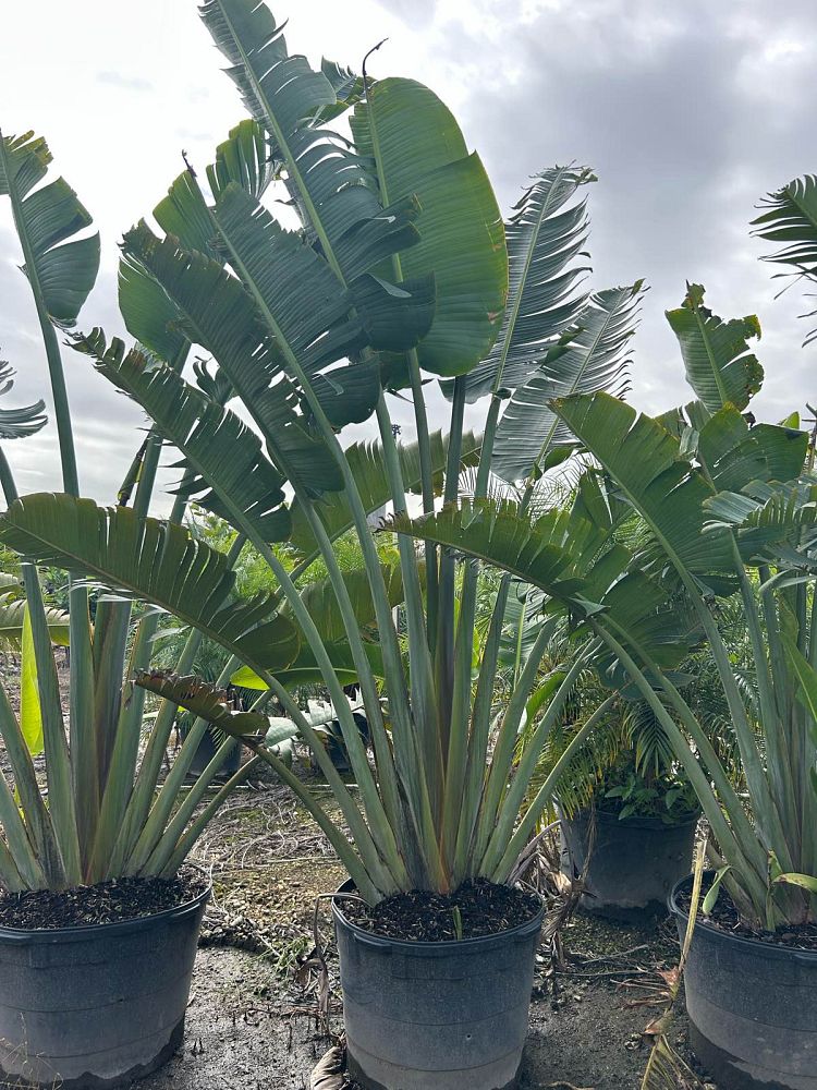 ravenala-madagascariensis-travelers-tree-travelers-palm