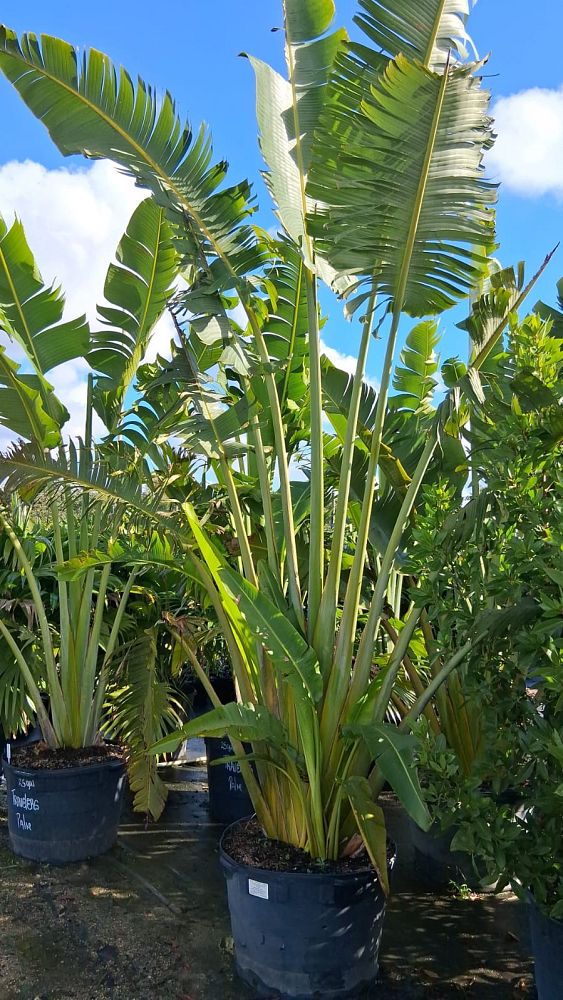 ravenala-madagascariensis-travelers-tree-travelers-palm