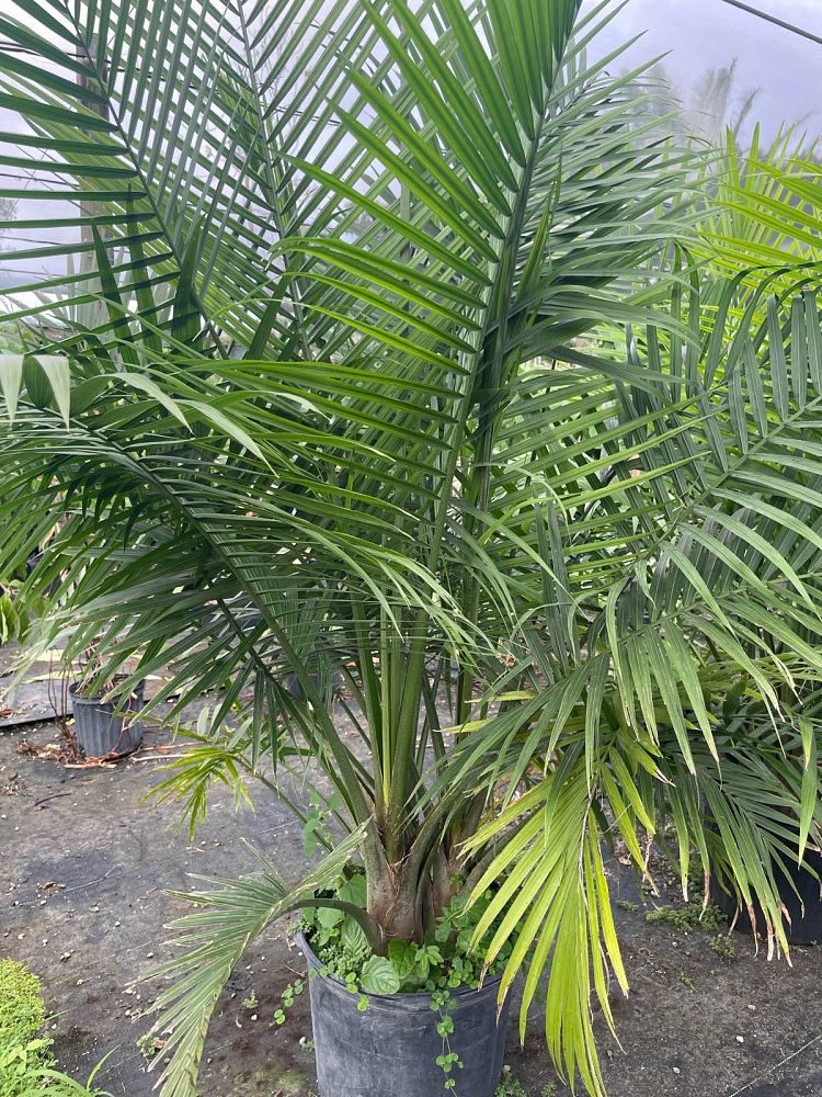 ravenea-rivularis-majesty-palm