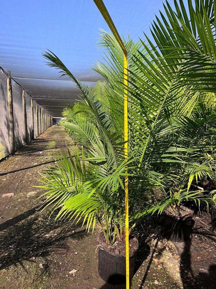 ravenea-rivularis-majesty-palm
