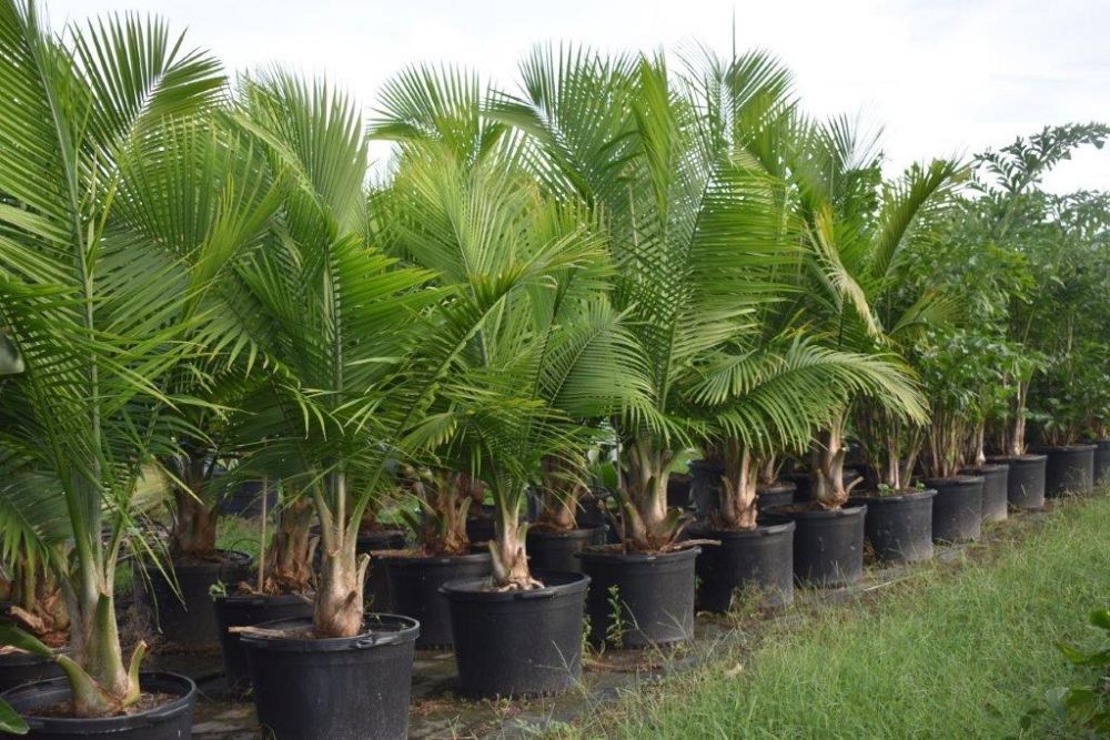 ravenea-rivularis-majesty-palm