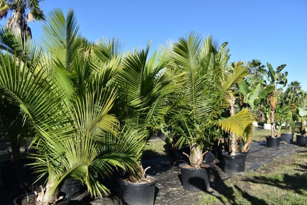 ravenea-rivularis-majesty-palm