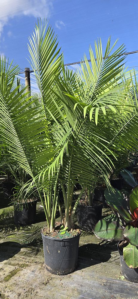 ravenea-rivularis-majesty-palm