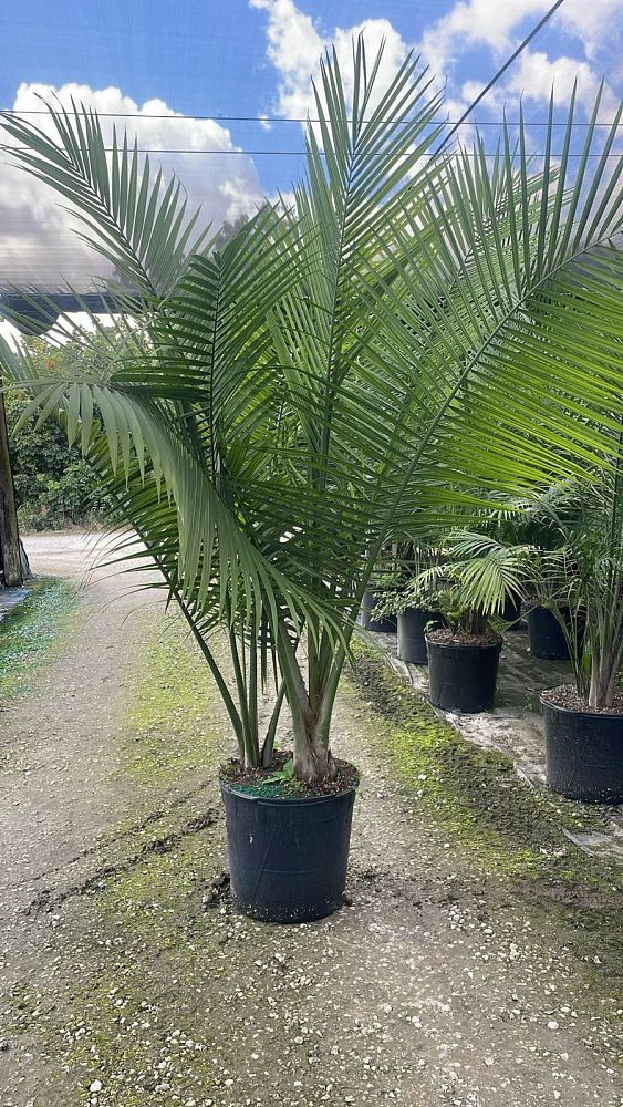 ravenea-rivularis-majesty-palm