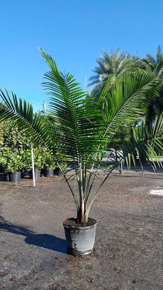 ravenea-rivularis-majesty-palm