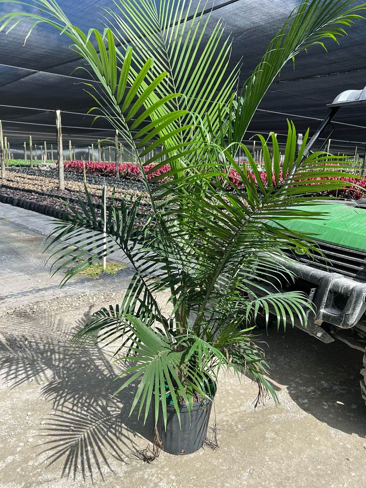 ravenea-rivularis-majesty-palm