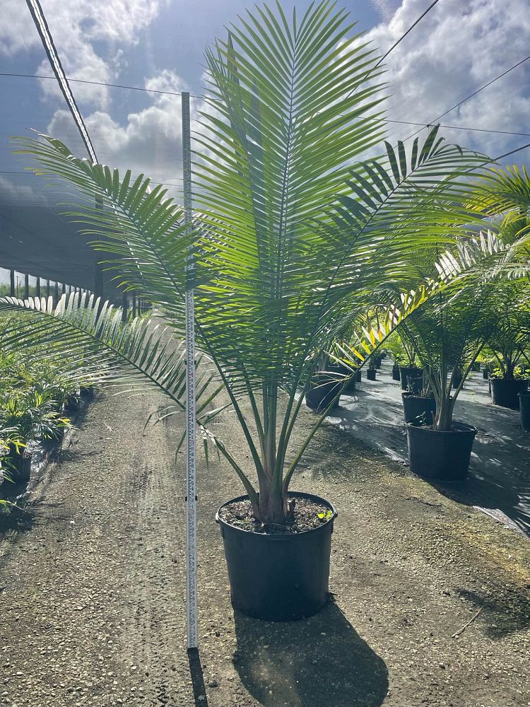 ravenea-rivularis-majesty-palm