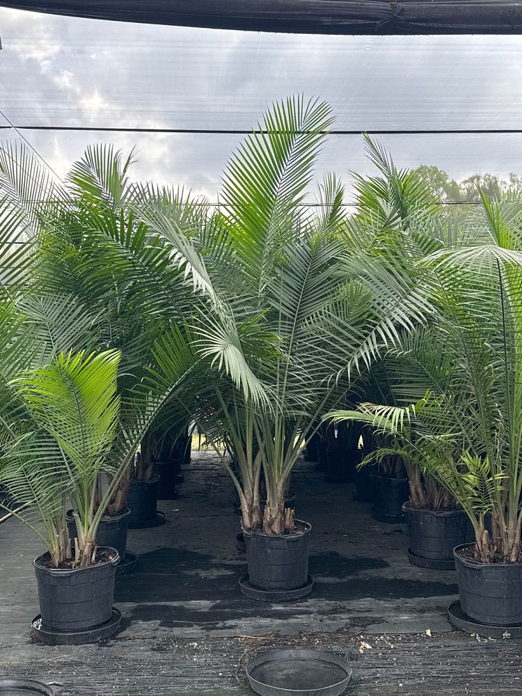 ravenea-rivularis-majesty-palm