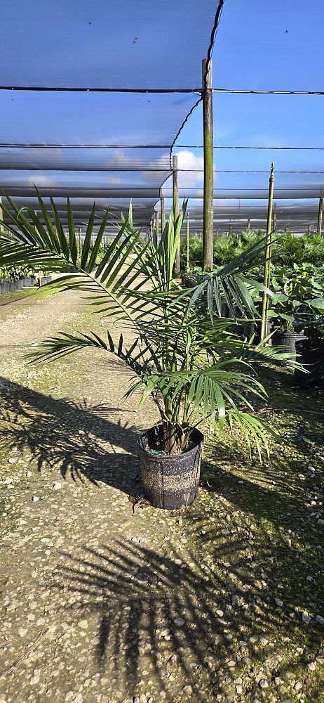 ravenea-rivularis-majesty-palm