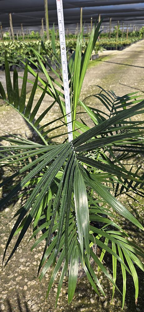 ravenea-rivularis-majesty-palm