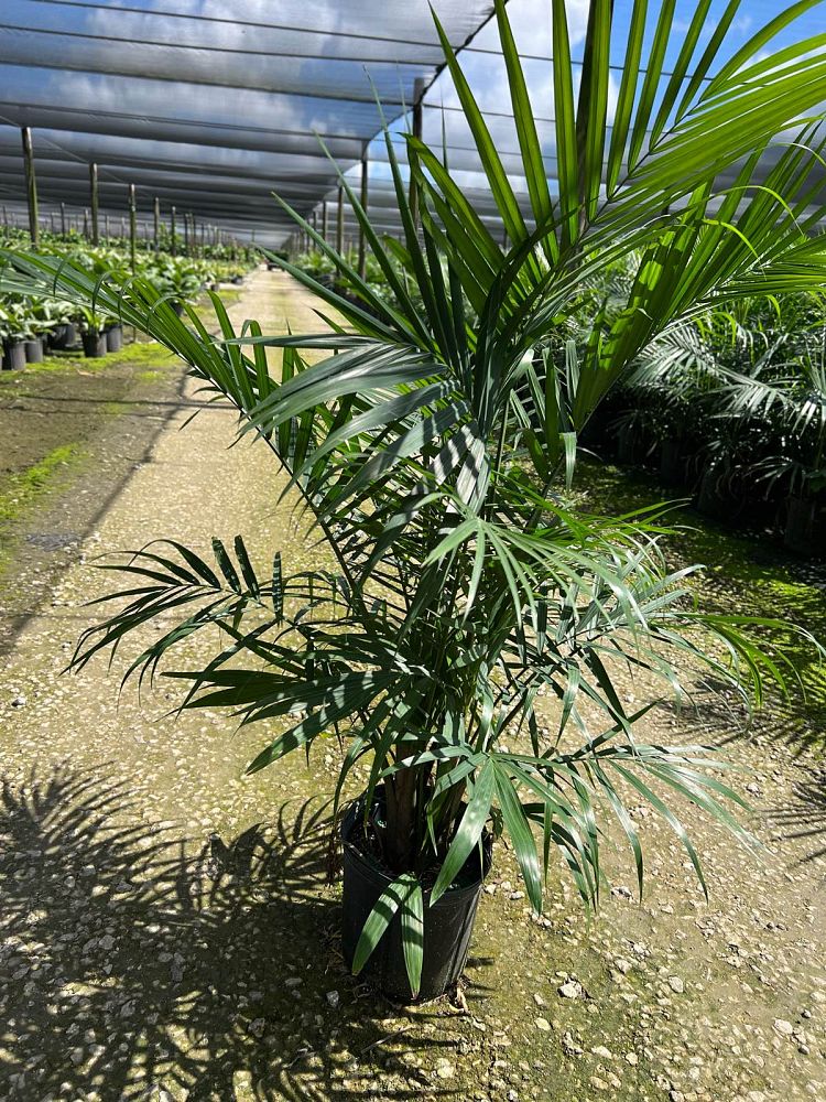 ravenea-rivularis-majesty-palm