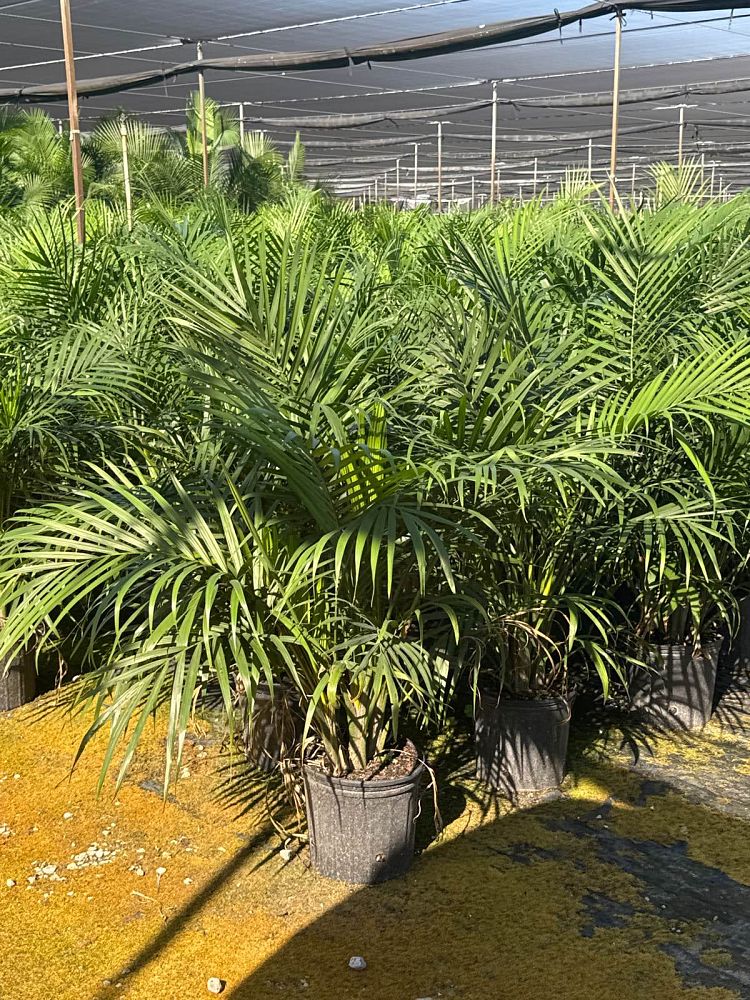 ravenea-rivularis-majesty-palm