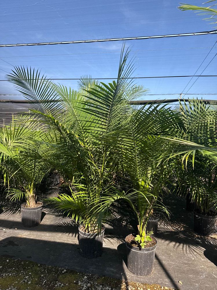 ravenea-rivularis-majesty-palm