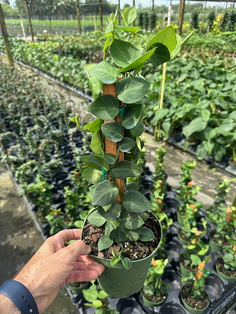 rhaphidophora-korthalsii-philodendron