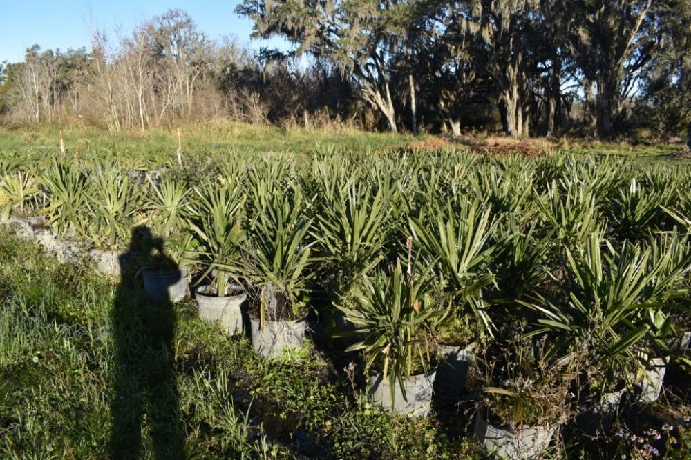 rhapidophyllum-hystrix-needle-palm