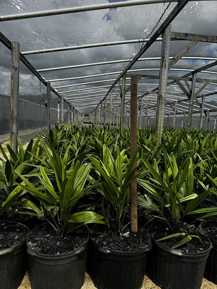 rhapidophyllum-hystrix-needle-palm