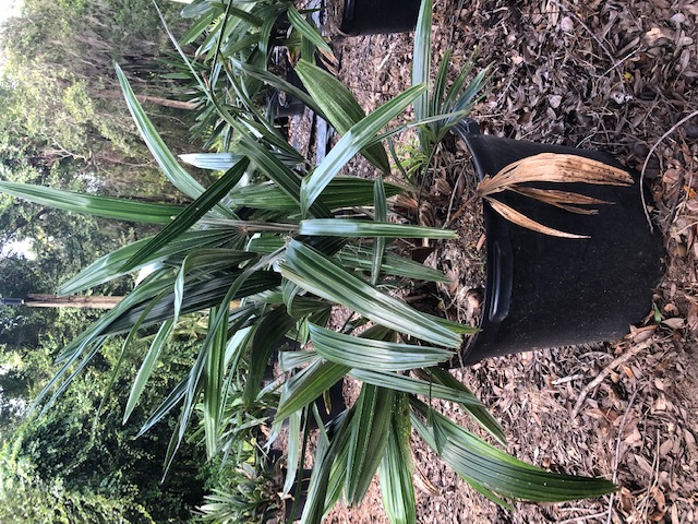 rhapidophyllum-hystrix-needle-palm