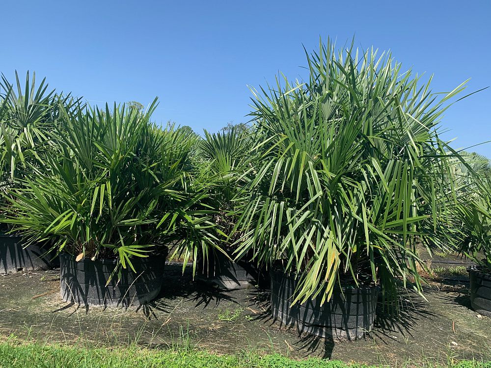 rhapidophyllum-hystrix-needle-palm