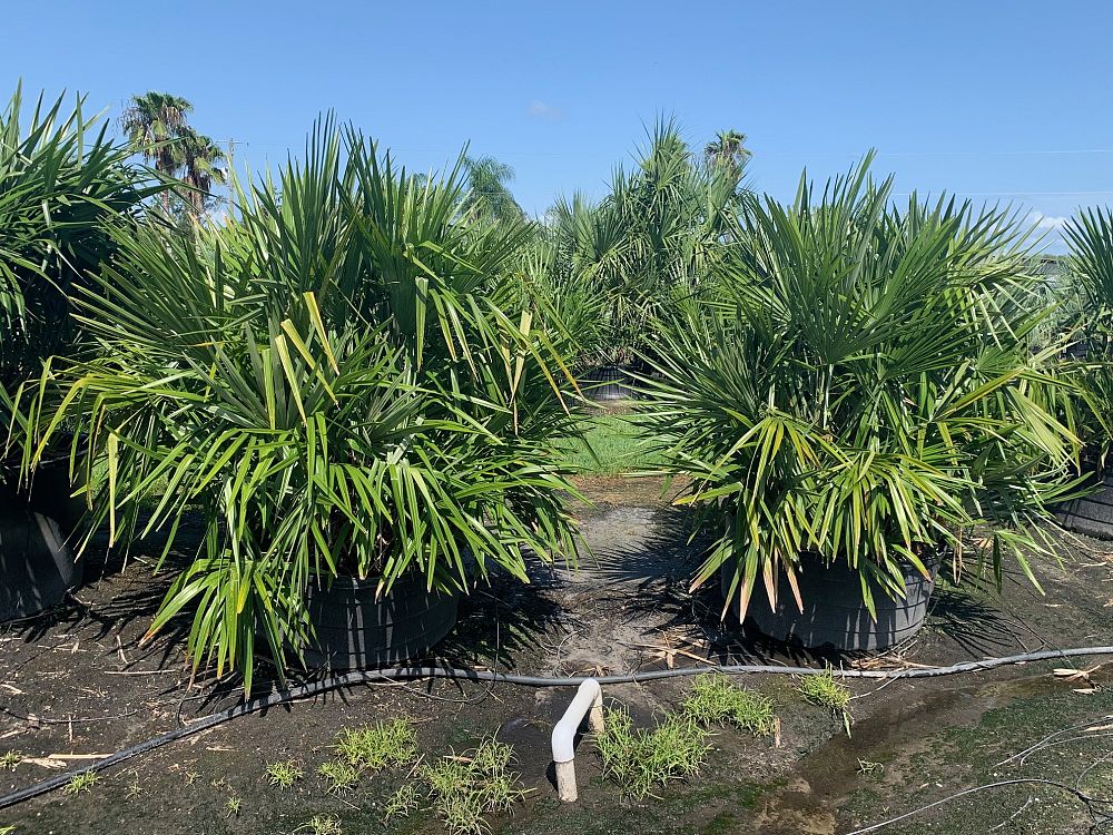 rhapidophyllum-hystrix-needle-palm