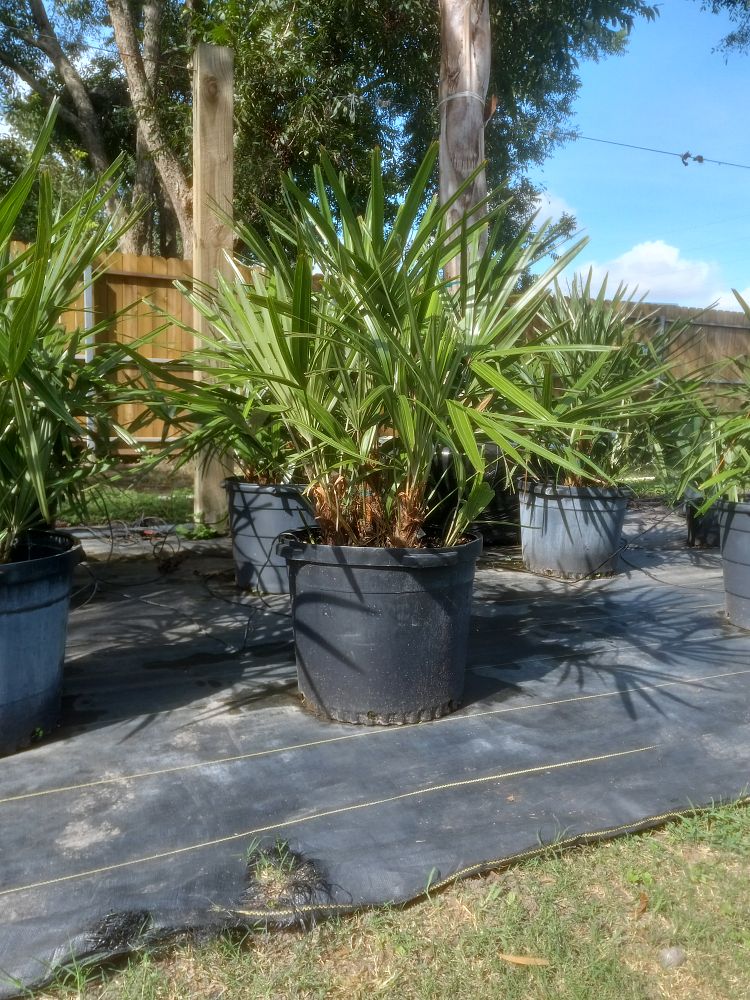 rhapidophyllum-hystrix-needle-palm