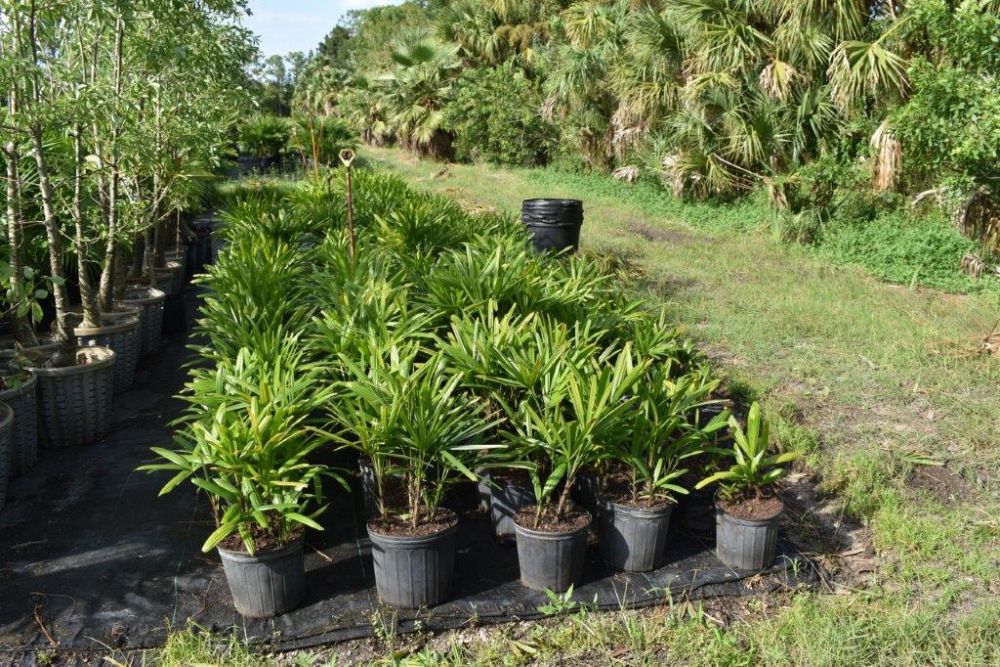 rhapis-excelsa-lady-palm