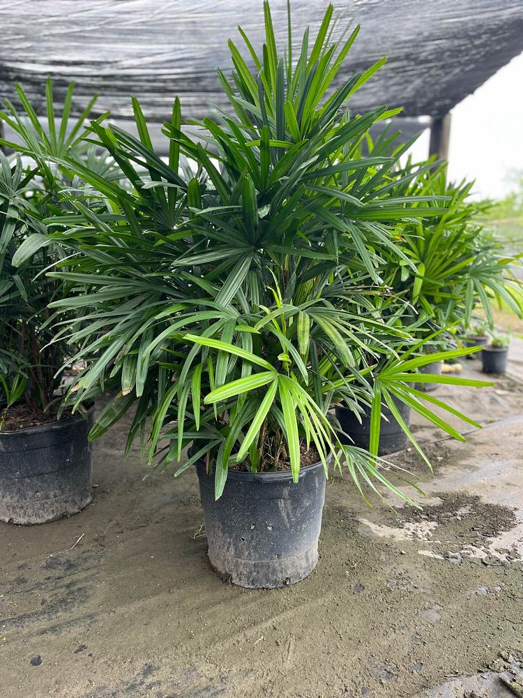 rhapis-excelsa-lady-palm