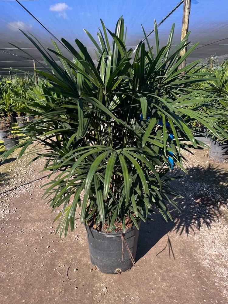 rhapis-excelsa-lady-palm