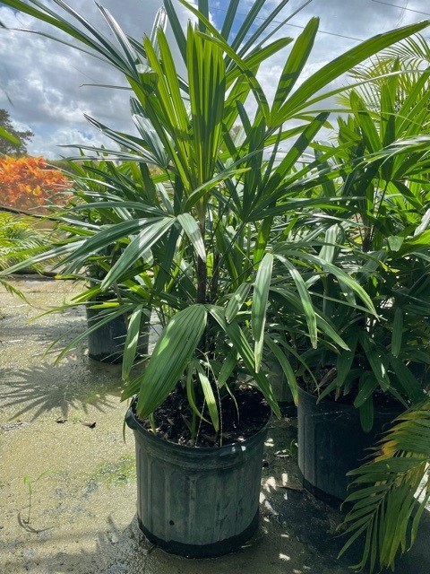 rhapis-excelsa-lady-palm