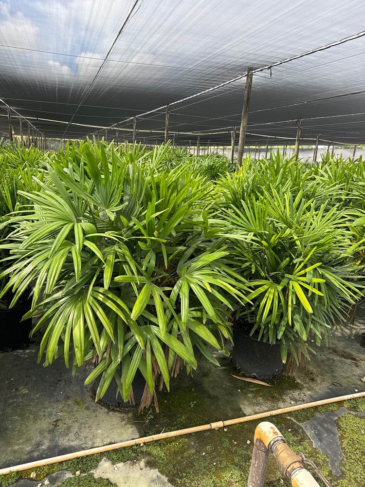 rhapis-excelsa-lady-palm