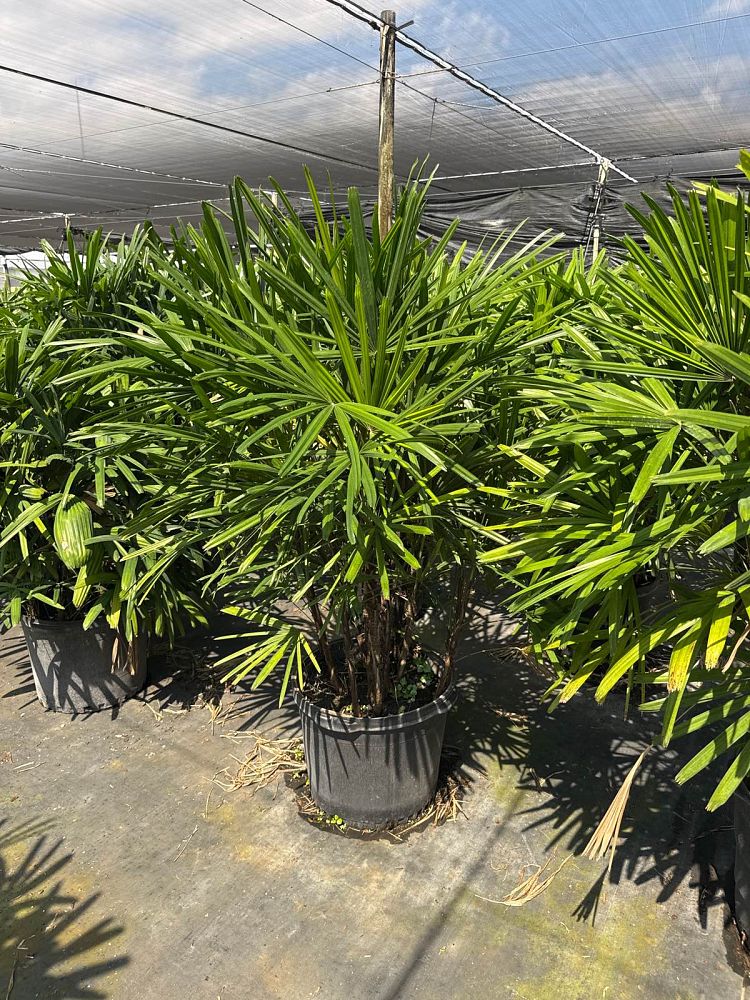 rhapis-excelsa-lady-palm