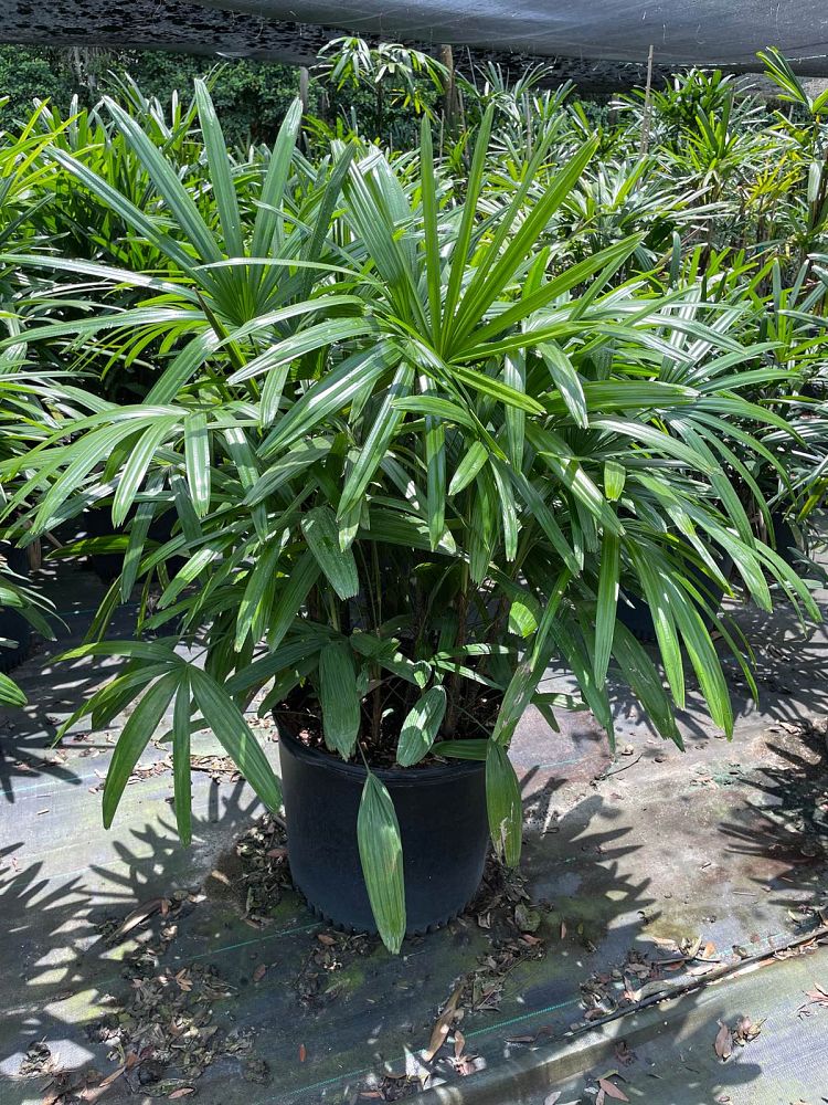 rhapis-excelsa-lady-palm