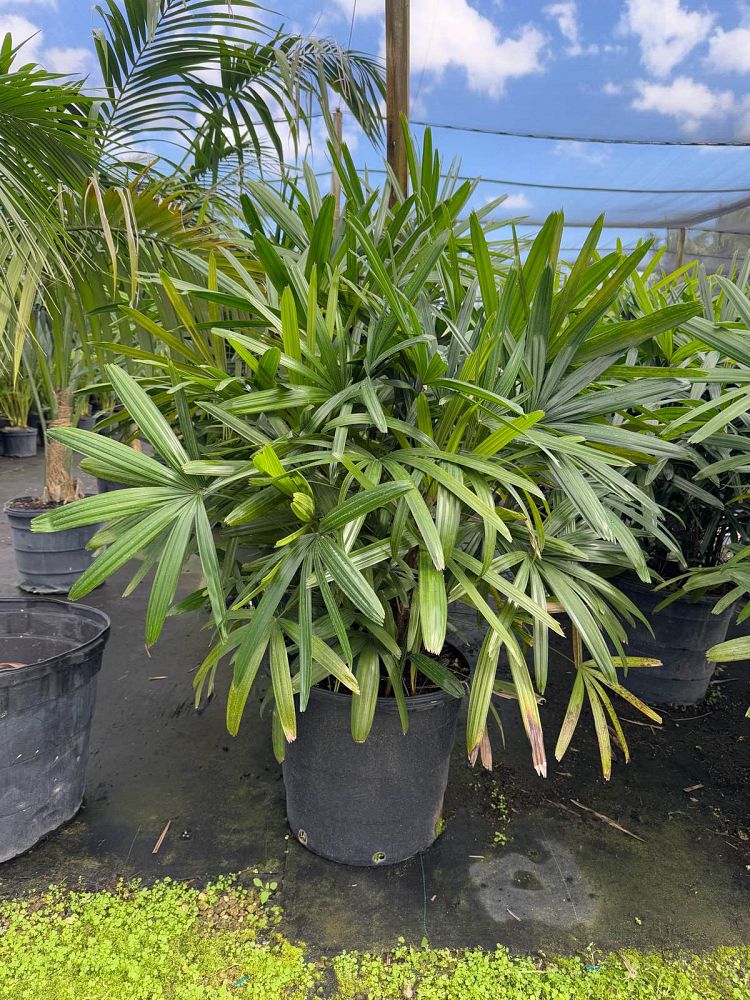 rhapis-excelsa-lady-palm