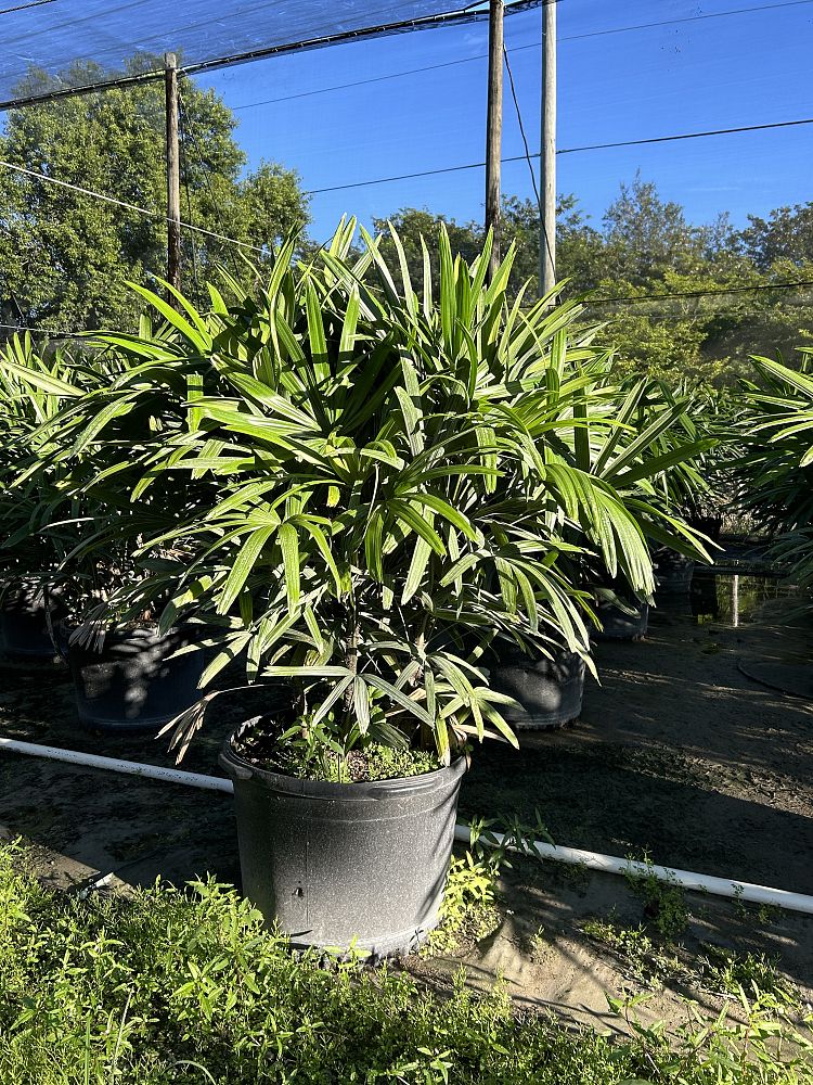 rhapis-excelsa-lady-palm