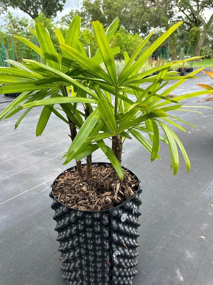 rhapis-excelsa-lady-palm