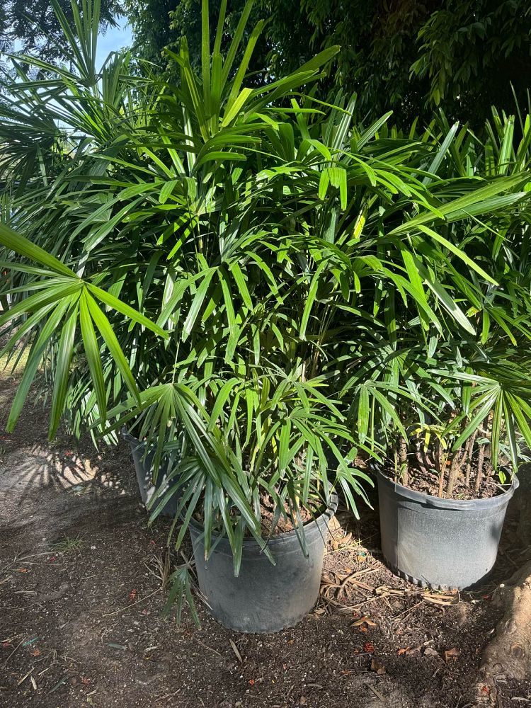 rhapis-excelsa-lady-palm