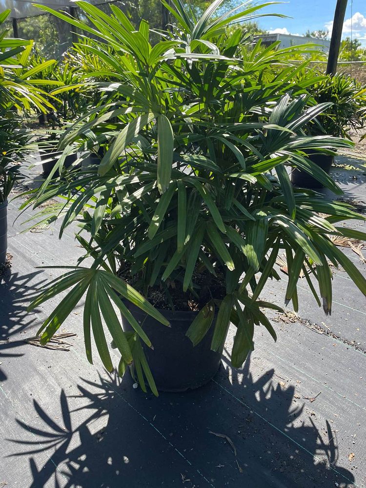 rhapis-excelsa-lady-palm