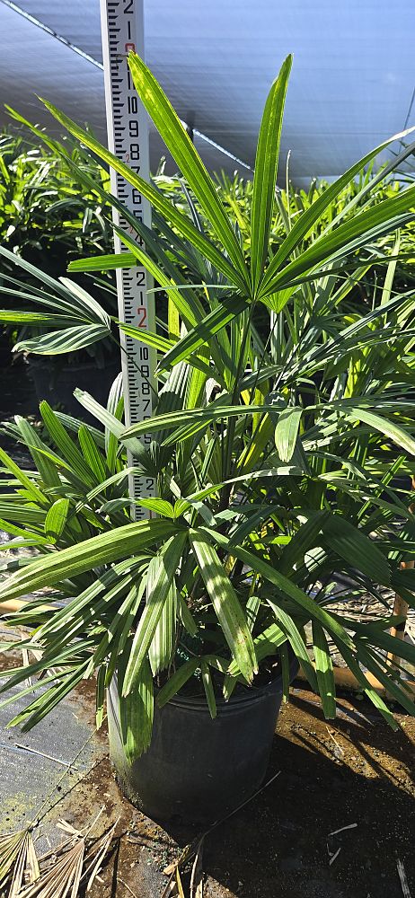 rhapis-excelsa-lady-palm