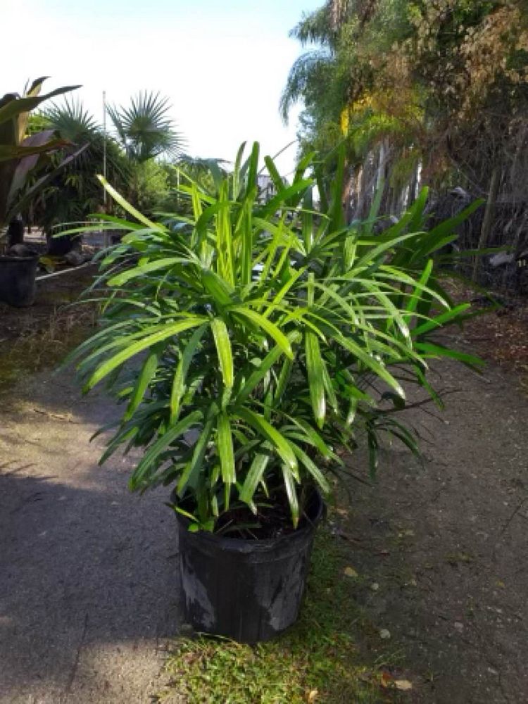 rhapis-excelsa-lady-palm