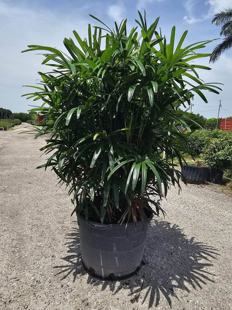 rhapis-excelsa-lady-palm