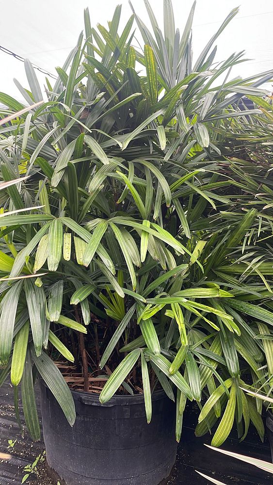 rhapis-excelsa-lady-palm