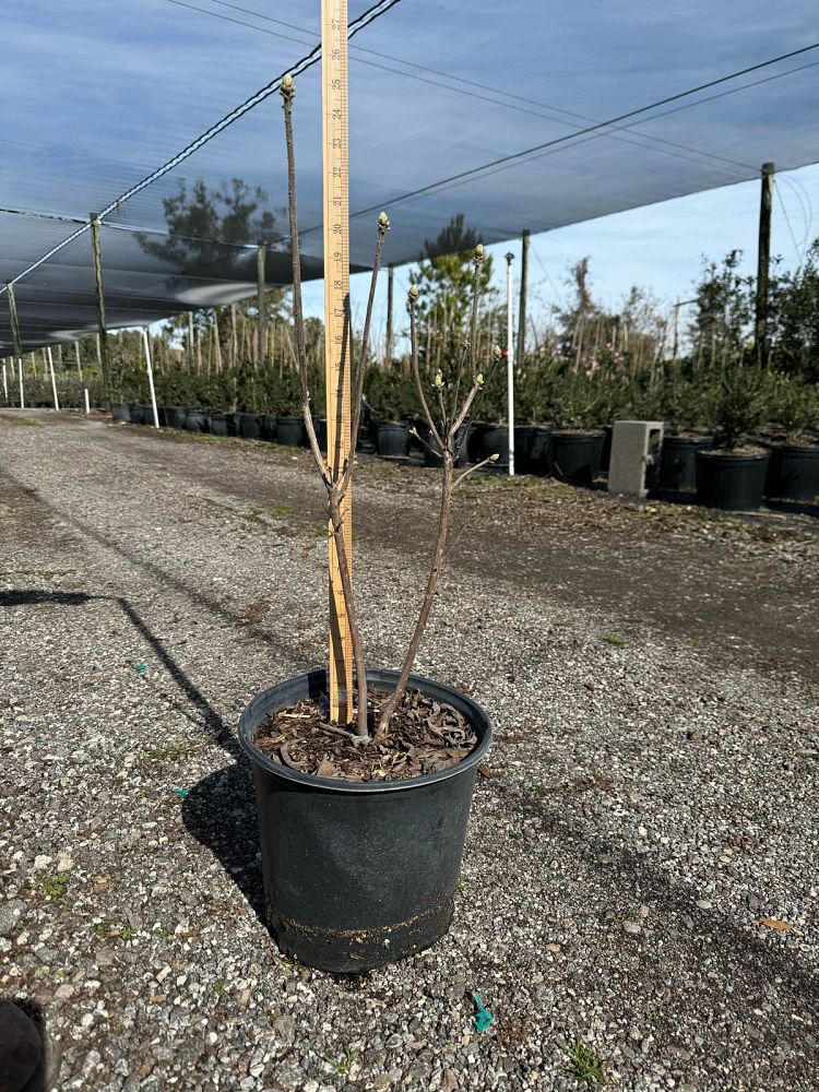 rhododendron-austrinum-tangerine