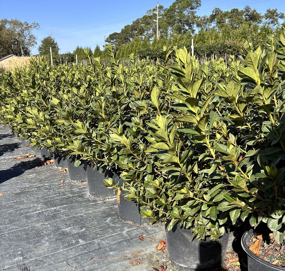 rhododendron-indicum-judge-solomon-southern-indica-hybrid-azalea