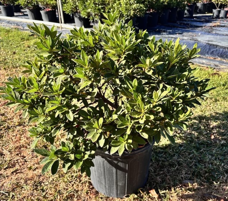 rhododendron-indicum-mrs-g-g-gerbing-southern-indica-hybrid-azalea